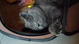 小猫咪吃完饭就发困
