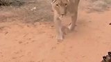 母狮见到人很热情地拥抱