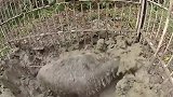 野猪被逮住后，若不是亲眼所见，谁会想到它也会干这事儿