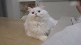雪白小猫咪上线，这萌萌哒的小样子，真可爱啊！