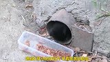 看到小奶猫住的地方，有种心酸的感觉，太可怜了