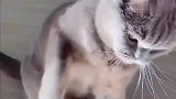 蓝猫：养我3年又咋样我就不让你抱！