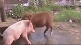 家猪秒杀野猪王，太不可思议了，全过程都在镜头下记录着