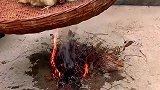 养小鸡的手法，这是从小腌制吧