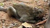 野生动物：小泼猴被猴王打一顿，它大声尖叫