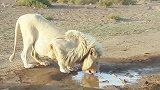 野生白狮王，狮群的守护者，霸气外露