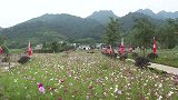 江山：格桑花开红艳艳 红色旅游响当当