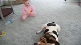 [搞笑]小狗与宝宝一起玩耍