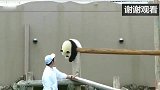 这只大熊猫火了, 它为了掩饰摔倒的尴尬, 强行给自己加戏