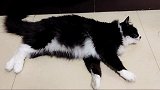 我尝试对猫咪发出奇怪的声音，它这样的反应是什么意思？