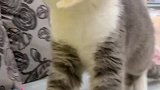 猫咪塞牙缝的样子像极了爱情