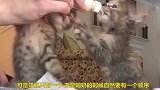 小奶猫一边喝奶，一边按着同伴的头，太搞笑了