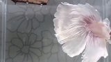 拥有典藏皮肤的鱼儿也太漂亮了吧，好像拥有同款蓬蓬裙