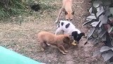 流浪狗妈妈两条后腿被人绑住，带三只狗宝宝出来觅食