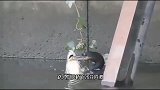 白鹭捕鱼讲究个“愿者上钩”，它张大嘴巴守在洞口，坐等鱼儿上钩