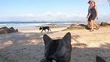 狸花猫：大哥办它么狗：看不见我看不见我