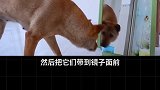 猫会照镜子吗？萌宠出道计划