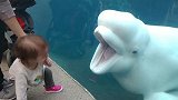 隔着层玻璃，海豚仗着体格大欺负小朋友，人家才不care好吧！