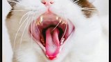 这大嘴咧的、都快看见胃了 星探家 猫 吸猫 猫咪