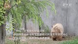 棕色大熊猫七仔和“情敌”二郎的日常“切磋”