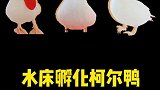 放好小鸭蛋过几天看看