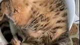 猫：别打扰我，我在睡午觉呢！