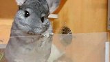 给害羞的小龙猫一把草，打开它的心扉