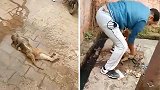 印度3只猴子触碰电线坠地昏迷 医护人员按压心脏全部救醒