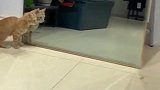 猫咪第一次看镜子，被自己吓了一跳