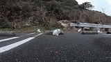 野外遇见几只流浪猫，走近发现有一只自己家走失的猫