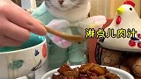 事实证明活得不如一只猫，猫都这么有牌面，看的我羡慕嫉妒恨！