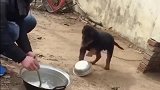中华田园犬：你别给我盛！就你这样还指望我给你旺财