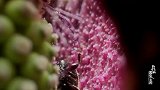 我们的国家公园｜东亚魔芋花期只有2天，诱惑昆虫们掉进陷阱帮忙传宗接代