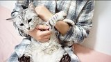 别人家撸猫VS我家撸猫，同样是猫差距怎么这么大