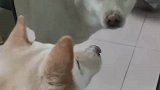 狗子第一次照镜子，看到了自己的模样
