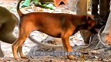 无恶不作的猴子，被老外扔进巨蜥池！镜头拍下全过程