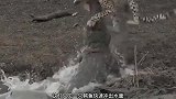 奸诈的鳄鱼在河边埋伏猎豹，猎豹3秒就被拿下，这水有毒？