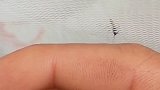 真是人才这样玩弄蚊子，蚊子：奇怪明明就在眼前，就是叮不到呢