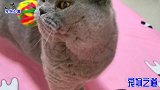 胖公猫难得喜欢新玩具，却被铲屎官套路了，它的反应太聪明了