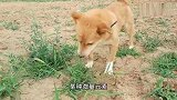 狗狗大病初愈第一次出来，当放出来那一刻，狗的反应太让人伤心了