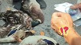 老人去集市上卖鸭子，不料鸭子全部闷死