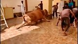老牛不甘认命，一脚将男子按在地上“摩擦”，发狂的公牛太恐怖了