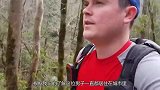 男子上山发现巨型灵芝，正想采摘，走近后吓得扭头就跑