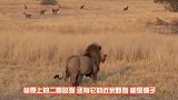 狂妄野狗群追杀狮子，狮子却盯着一个咬，野狗惨被狮子咬死