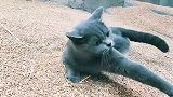 英短蓝猫“被小麦包围”，一脸兴奋又好奇，小表情萌翻了