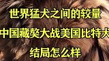 世界猛犬之间的较量，中国藏獒大战美国比特犬，结局怎么样