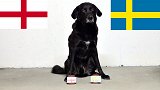 终胜苦主！狗狗预测英格兰战胜瑞典挺进半决赛