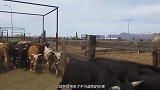 给小牛去角到底有必要吗这样得来的牛角不是我们想要的