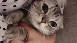 猫咪走丢了，女主人看了2小时监控，哭声让人心疼！