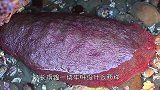 海边出现一块“怪石”，一刀切开后，竟爆出大量血液，啥情况？